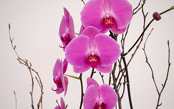 McEwan Orchids